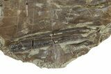 Permian Amphibian (Eryops) Fossil Skull Section - Texas #153729-2